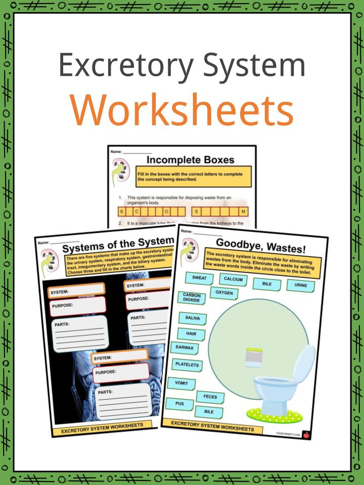 Excretory system facts worksheets functions for kids