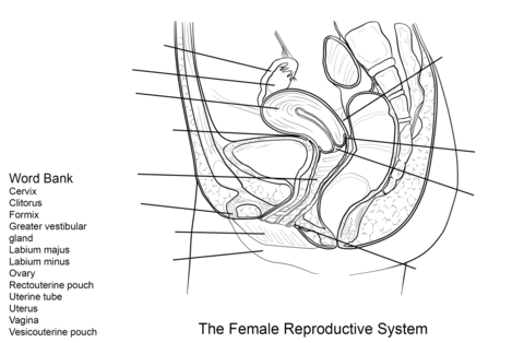 Female reproductive system worksheet coloring page free printable coloring pages