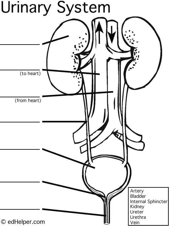 Urinary system diagram worksheet human body unit study human body systems teaching biology