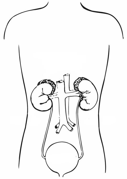 Coloring page urinary system