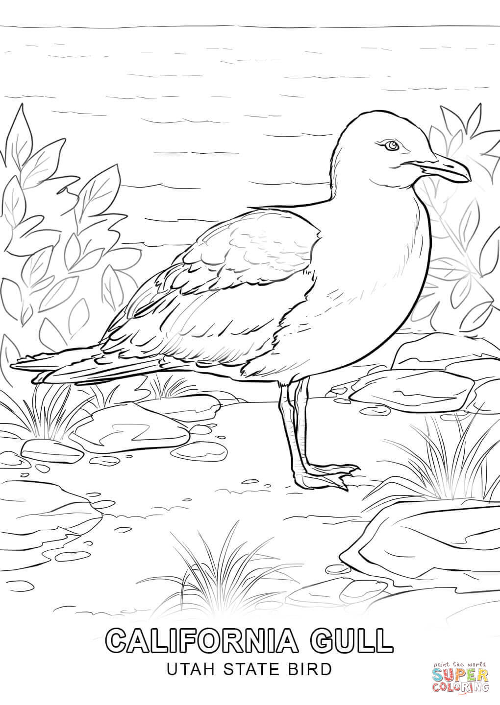 Utah state bird coloring page free printable coloring pages