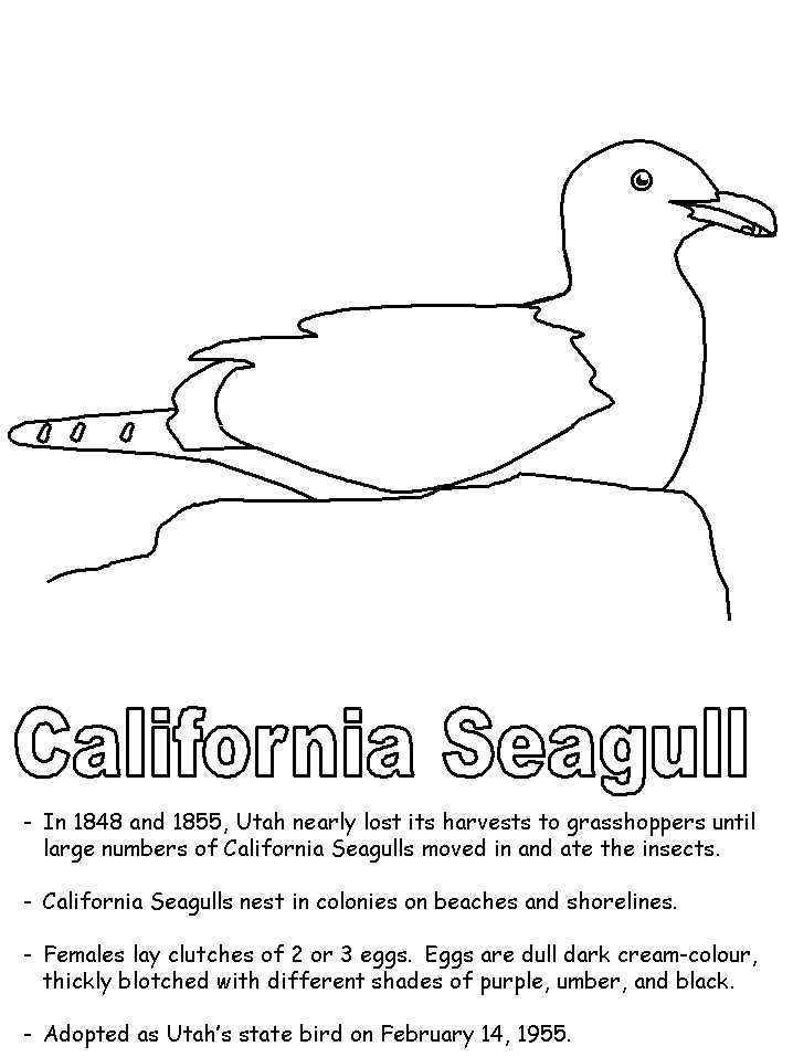 California seagull coloring page