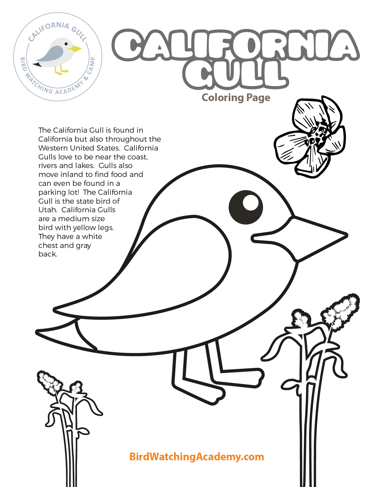 California gull coloring page