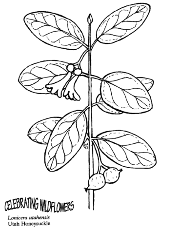 Utah honeysuckle coloring page free printable coloring pages