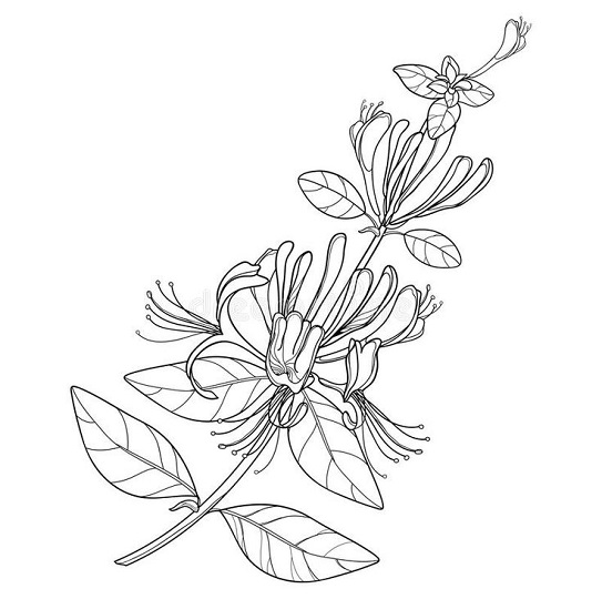 Honeysuckle flower coloring pages