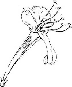 Honeysuckle flower coloring pages flower coloring pages coloring pages honeysuckle flower