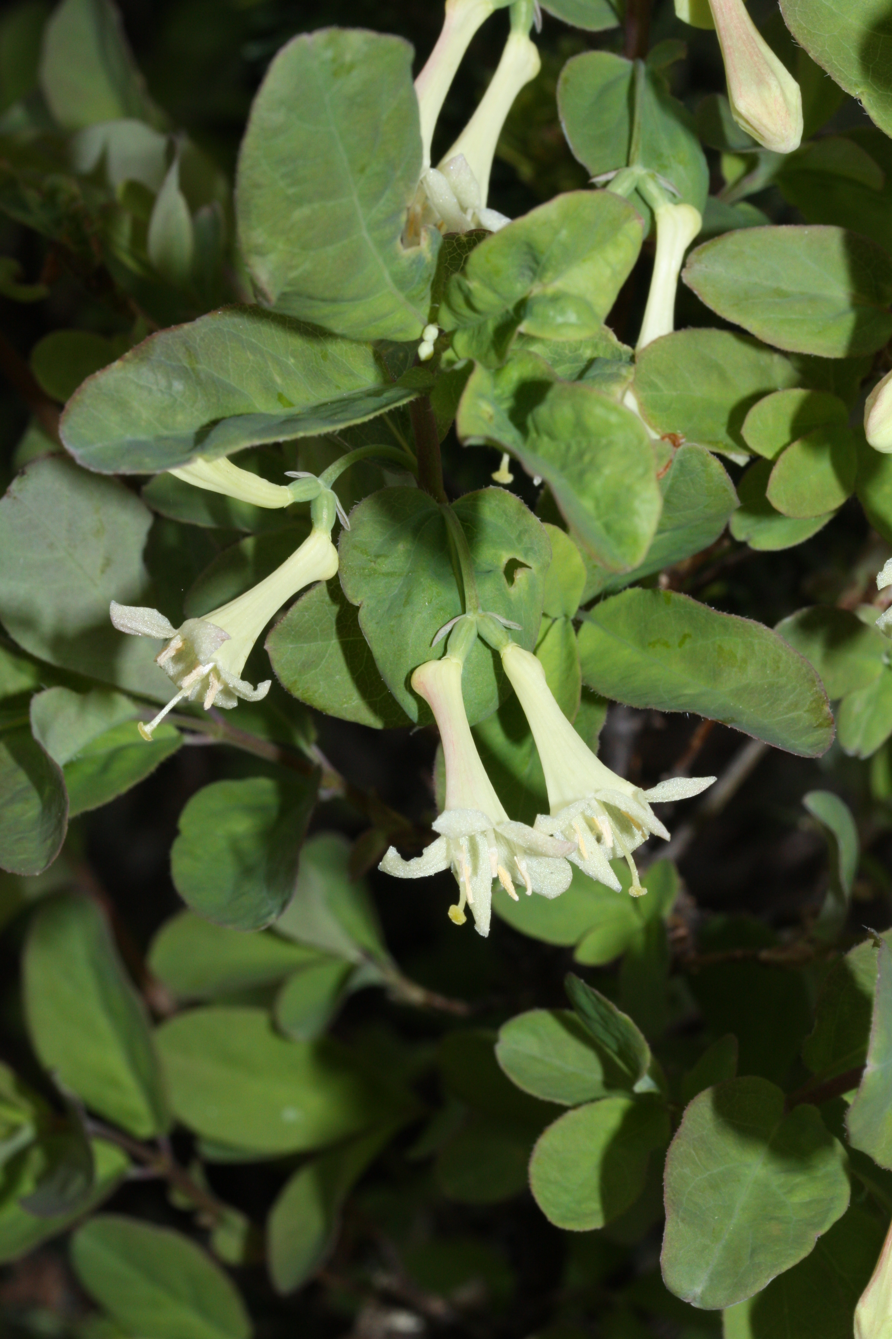 Lonicera utahsis