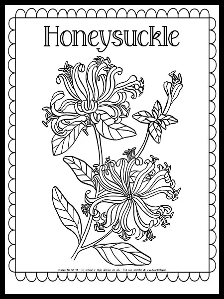 Honeysuckle flower coloring page free printable â the art kit