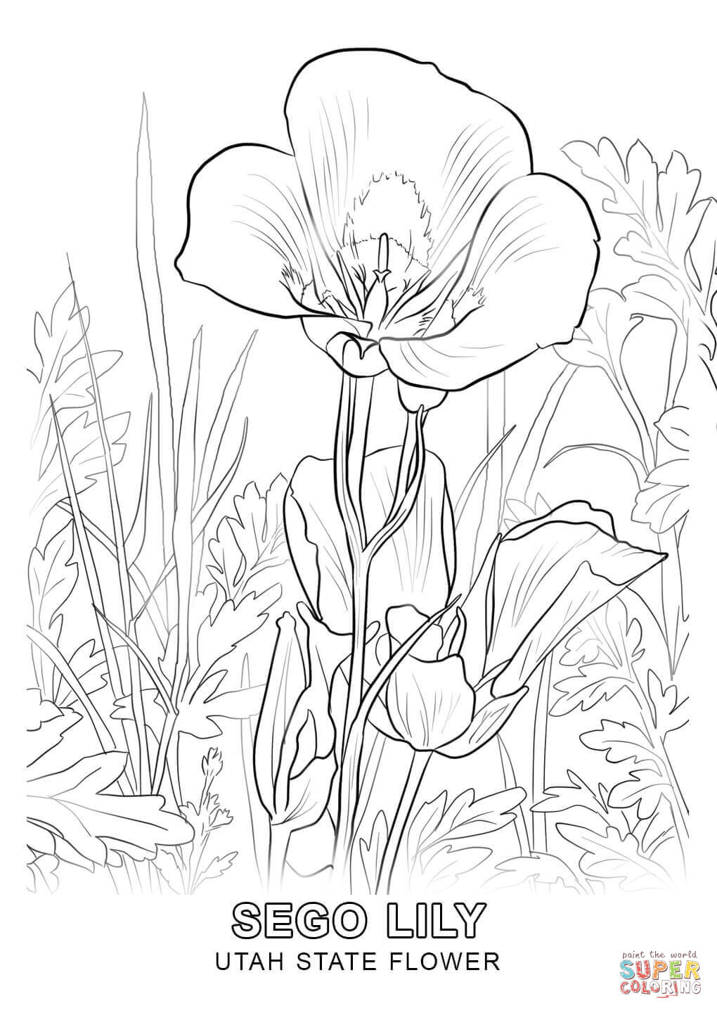 Utah state flower coloring page free printable coloring pages