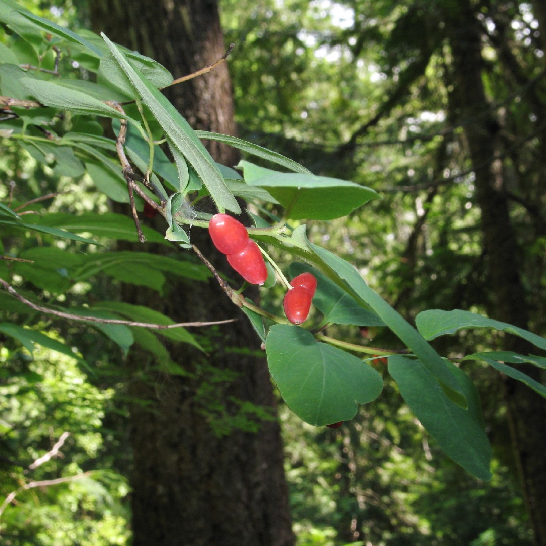 Utah honeysuckle lonicera utahensis flower leaf care uses