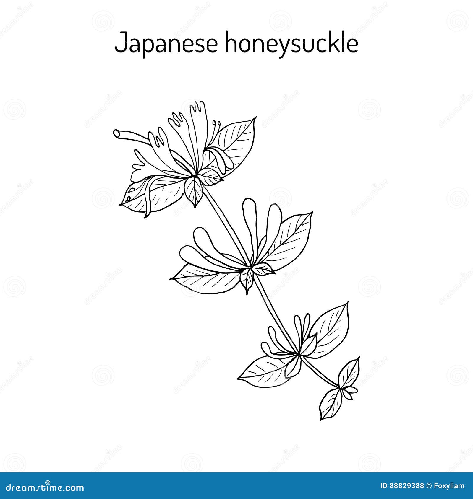 Japanese honeysuckle stock illustrations â japanese honeysuckle stock illustrations vectors clipart