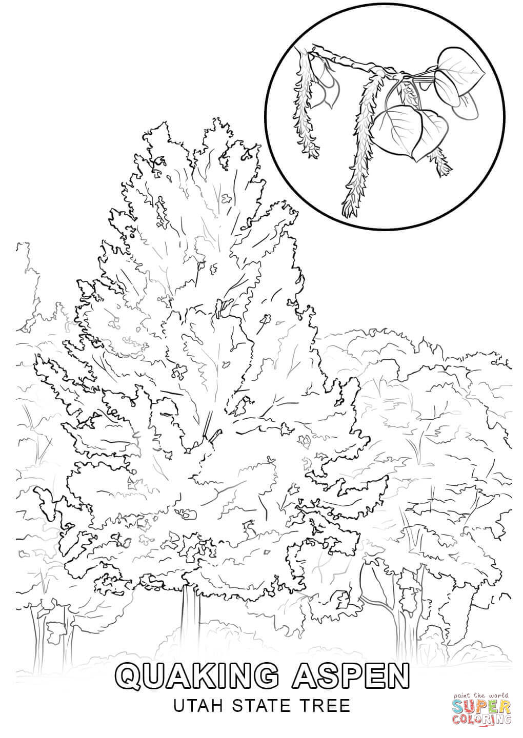 Utah state tree coloring page free printable coloring pages