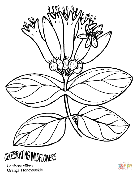 Orange honeysuckle coloring page free printable coloring pages