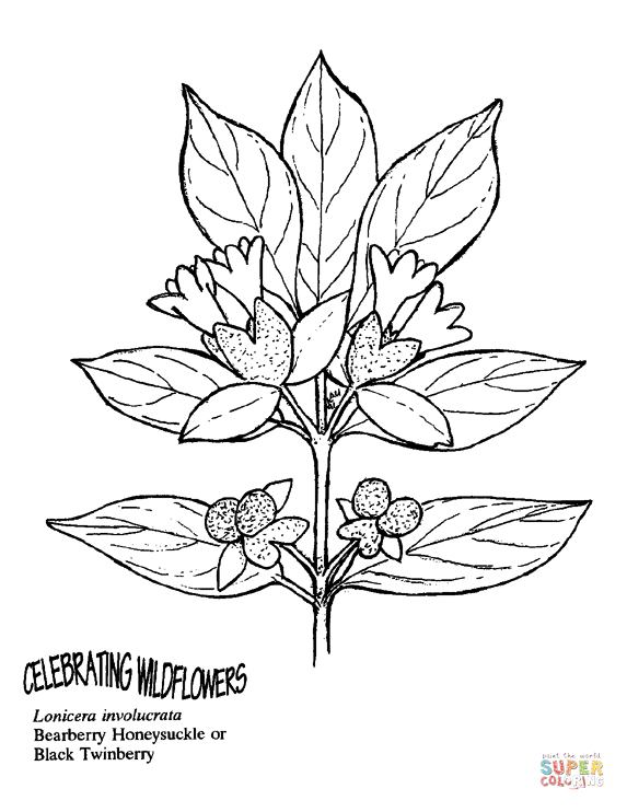 Black twinberry or bearberry honeysuckle coloring page free printable coloring pages