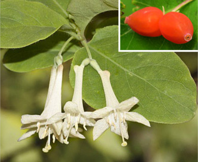 Lonicera utahensis utah honeysuckle