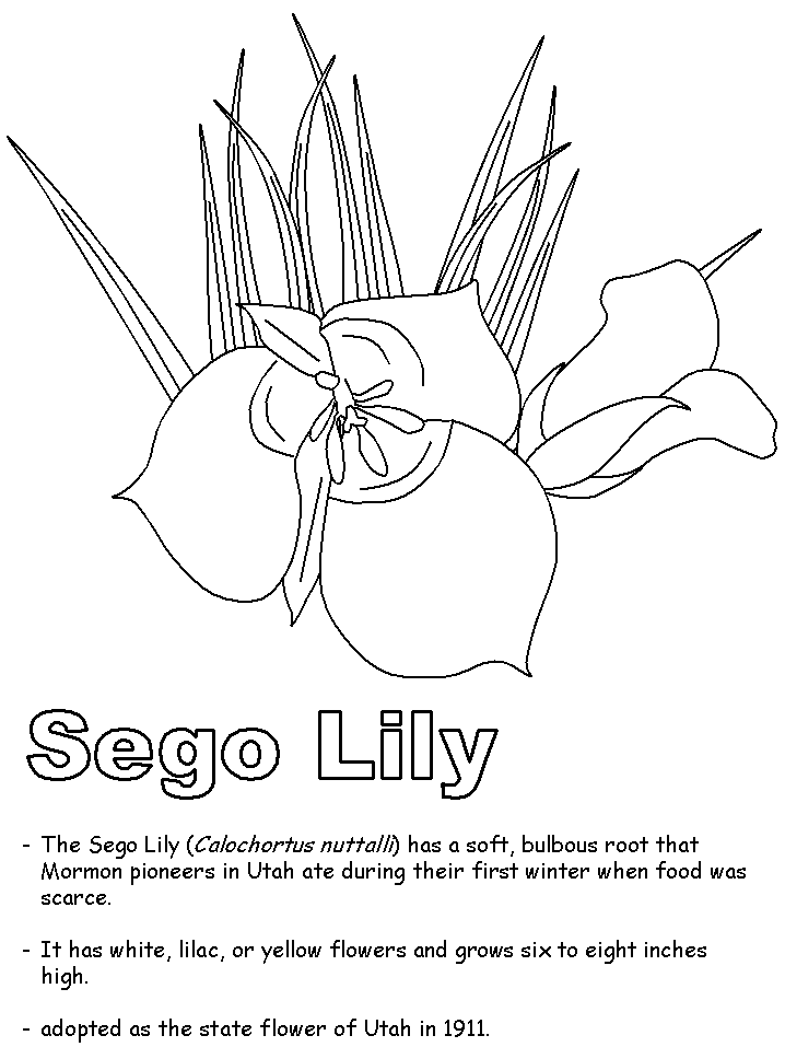 Sego lily coloring page