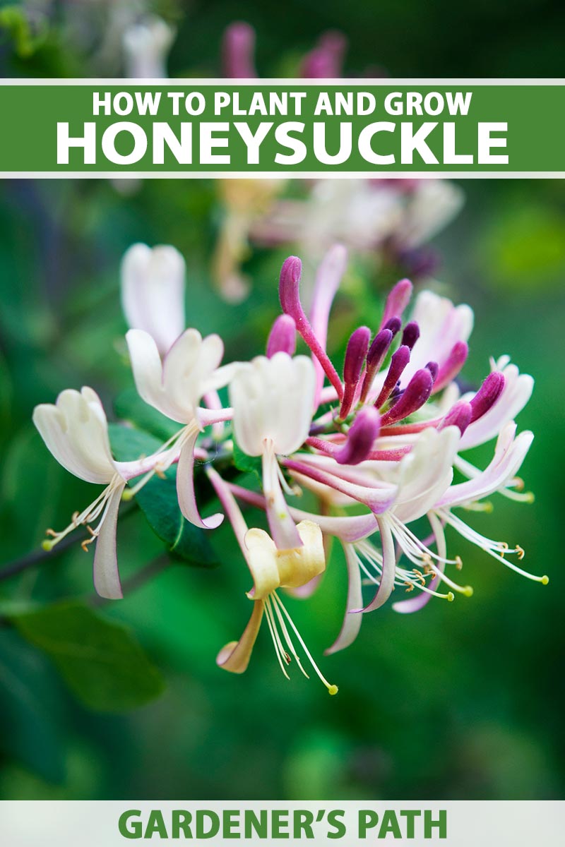 How grow climbing honeysuckle vines gardeners path