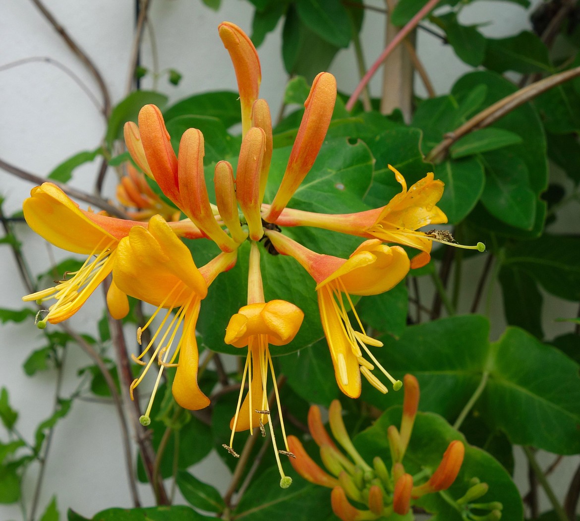 Orange honeysuckle is a bright addition to gardens landscapes bonner county daily bee