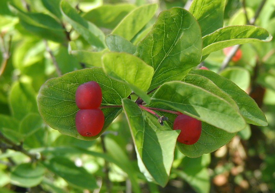 Utah honeysuckle