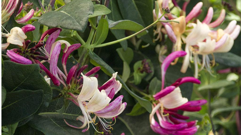 Honeysuckle is in bloom take a look at three we remend