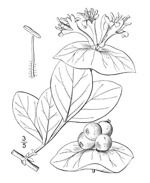 Japanese honeysuckle stock illustrations royalty