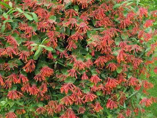 Grow north americas native honeysuckle for non