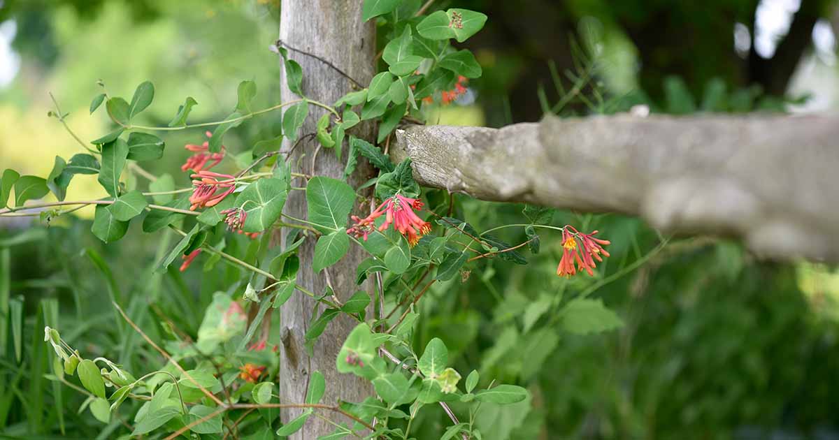 How grow climbing honeysuckle vines gardeners path