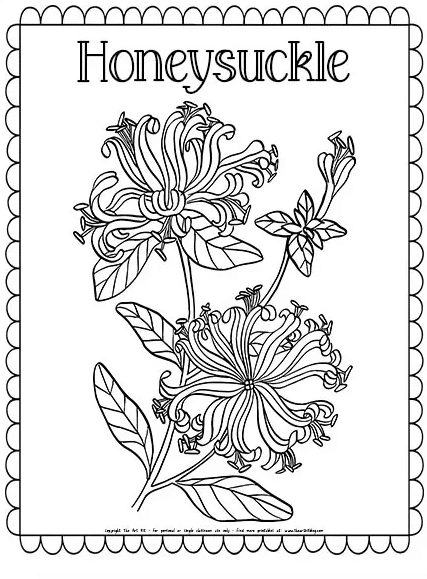 Honeysuckle flower coloring page free homeschool deals