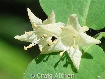 Utah honeysuckle