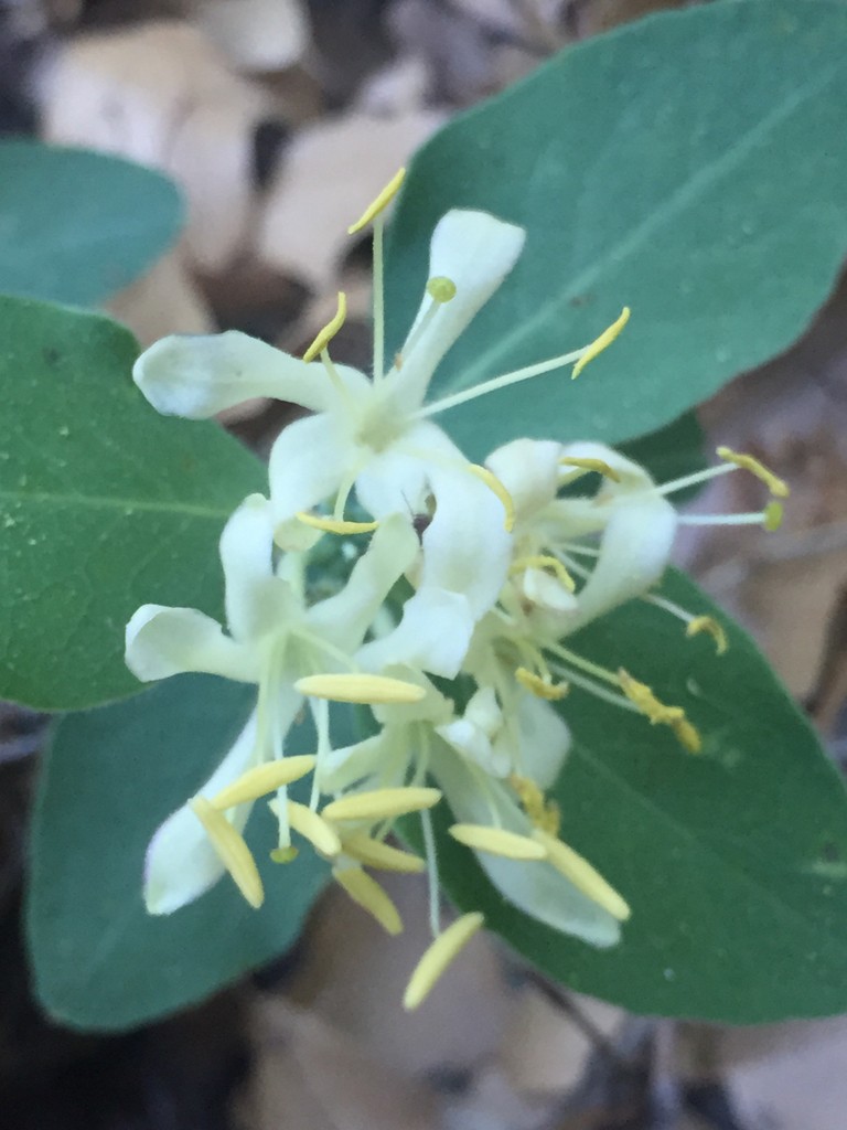 Honeysuckles lonicera flower leaf care uses