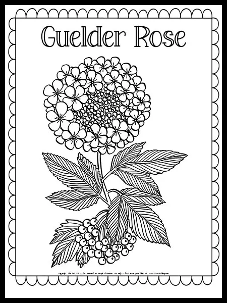 Honeysuckle flower coloring page free printable â the art kit