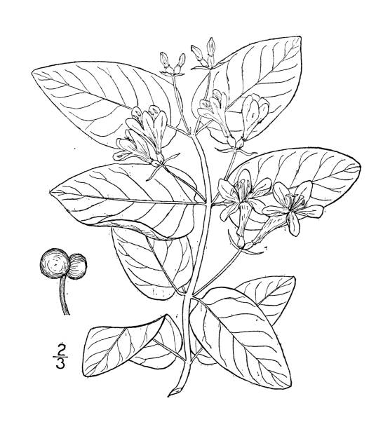 Japanese honeysuckle stock illustrations royalty