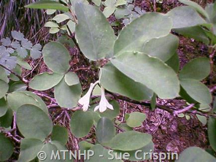 Utah honeysuckle