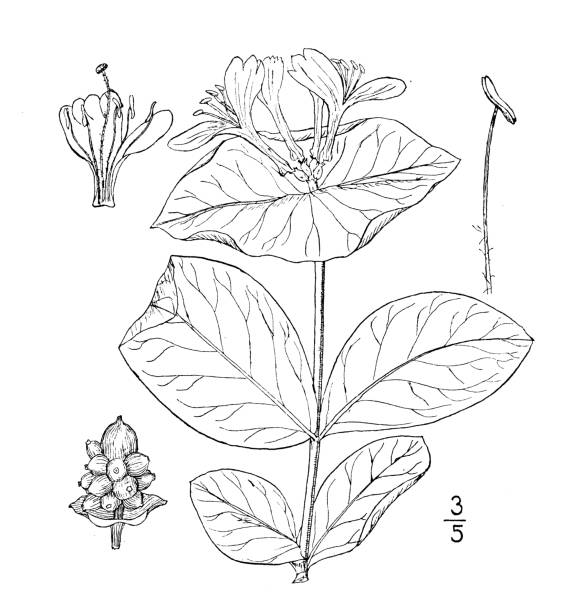 Lonicera japonica stock illustrations royalty