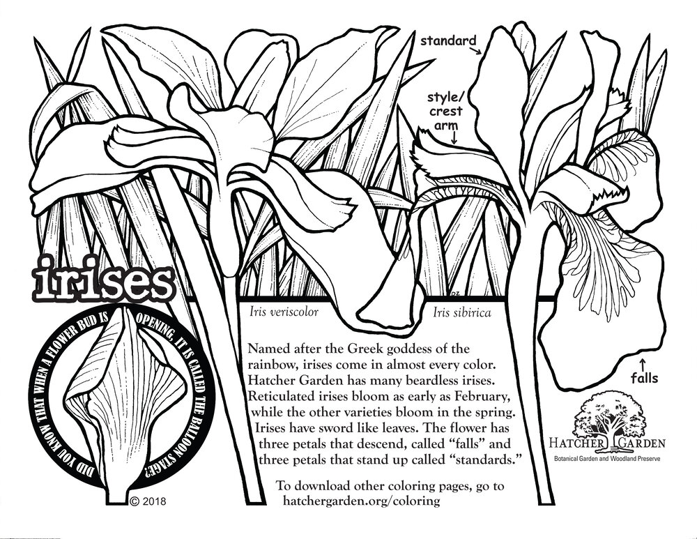 Coloring pages â hatcher garden