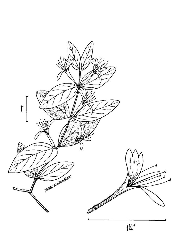 Japanese honeysuckle drawing sketch coloring page honeysuckle tattoo birth flower tattoos body art tattoos