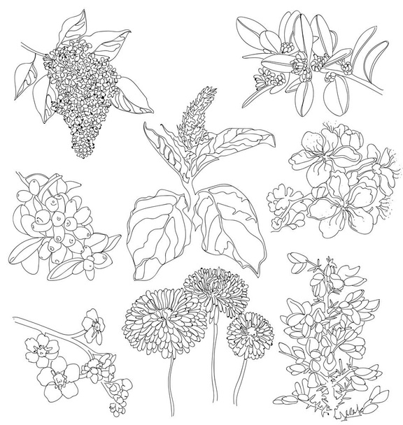 Lonicera free stock vectors