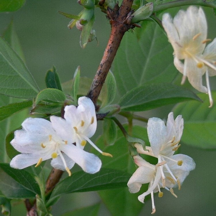 Buy fragrant winter honeysuckle plants trees online pixies gardens