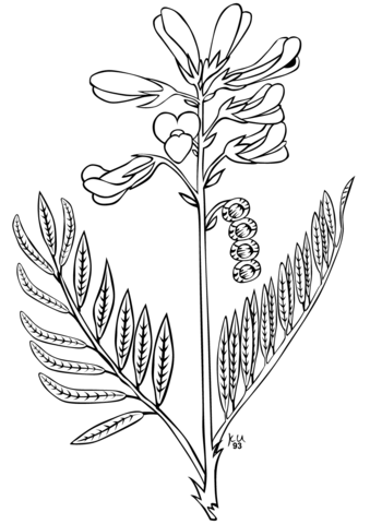 Utah sweetvetch coloring page free printable coloring pages