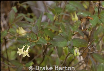 Utah honeysuckle