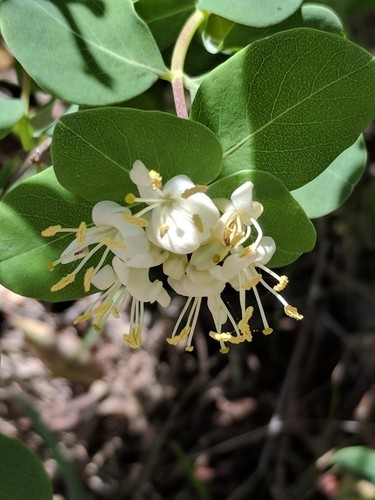 Western white honeysuckle lonicera albiflora flower leaf care uses