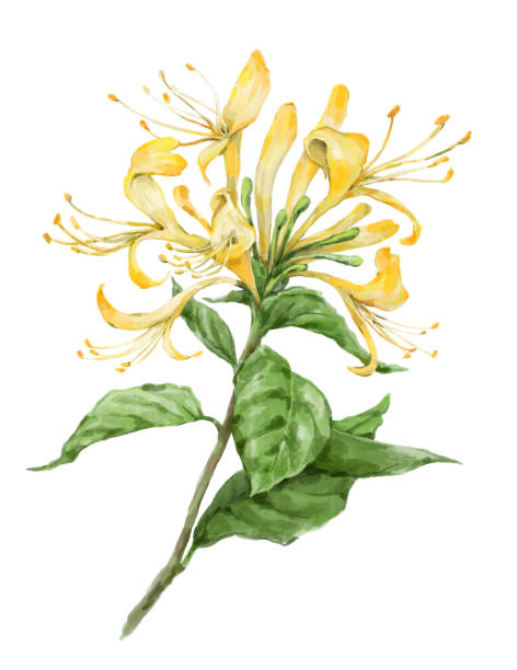 Japanese honeysuckle stock illustrations royalty