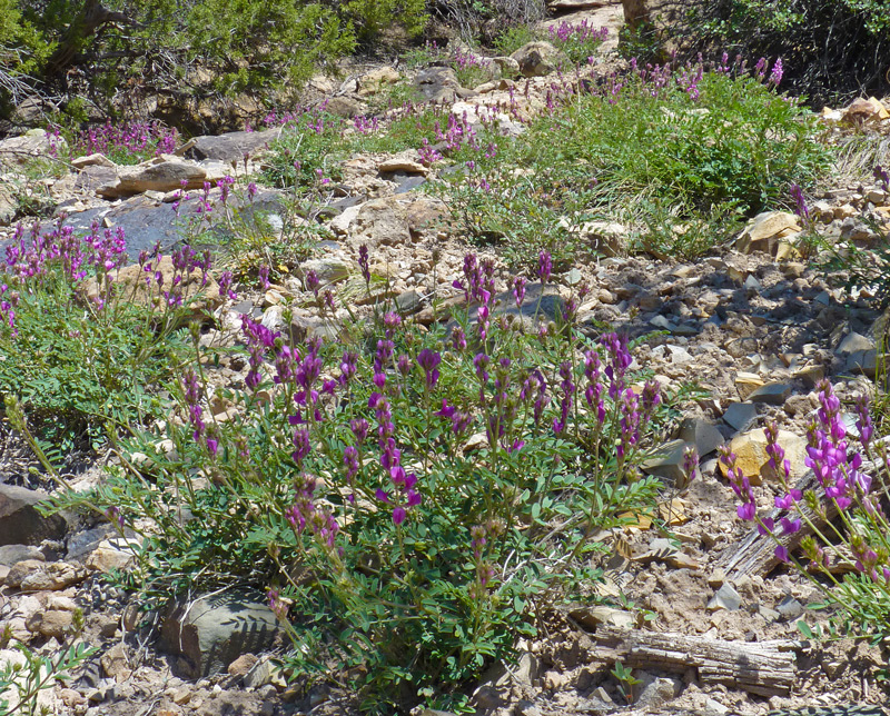 Southwest colorado wildflowers hedysarum