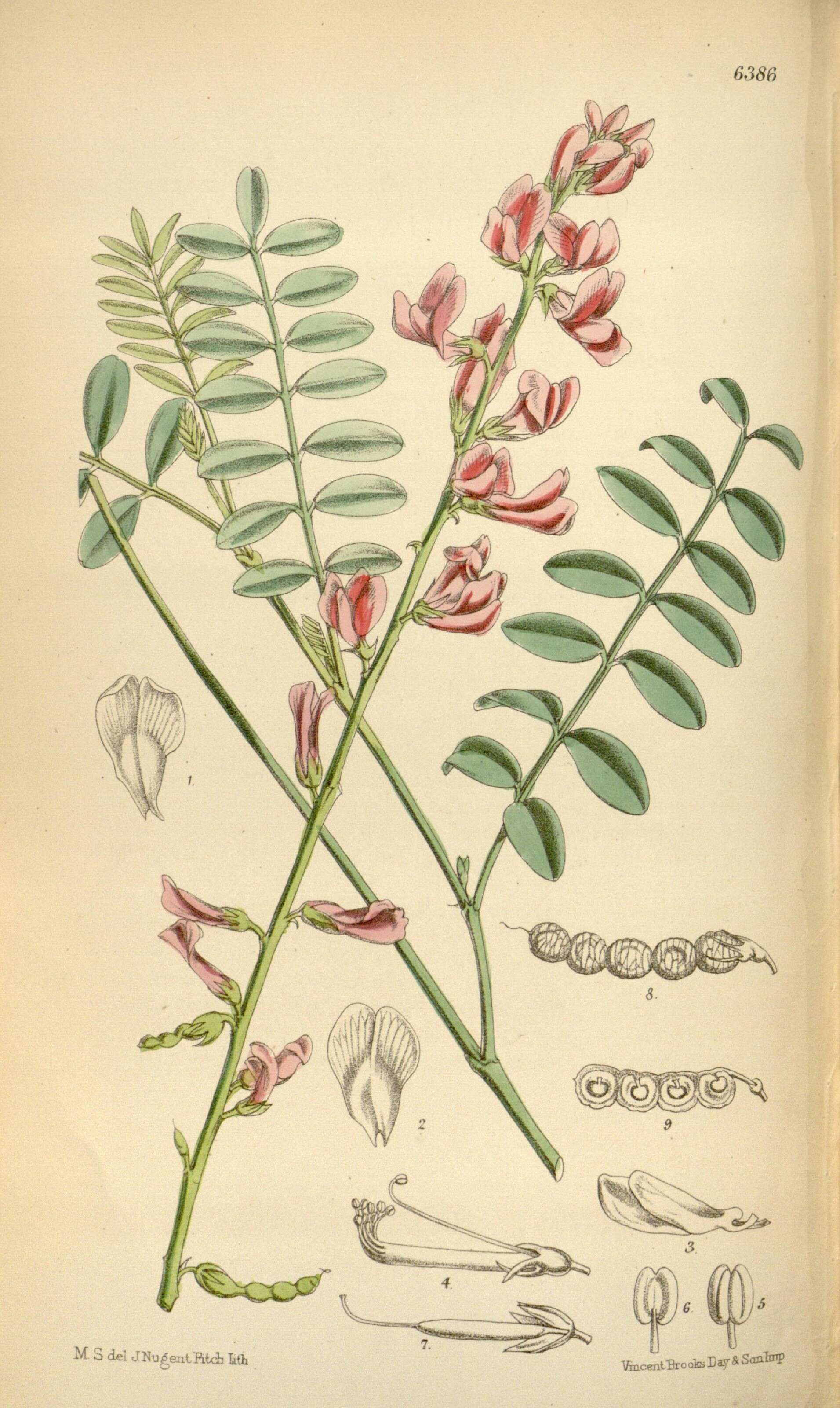 Utah sweetvetch