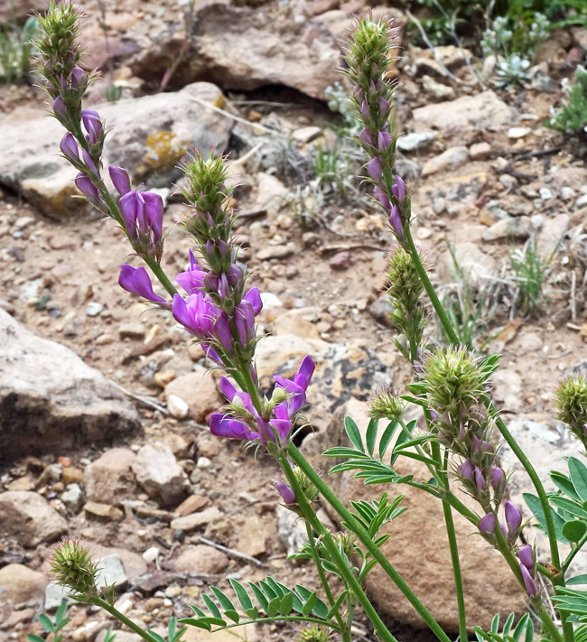 Southwest colorado wildflowers hedysarum