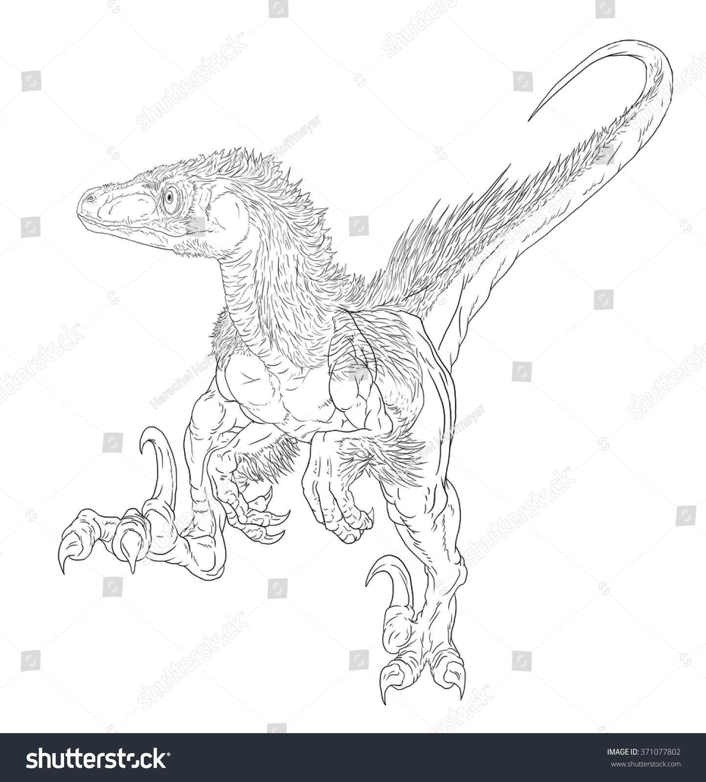 Utahraptor line drawing coloring books stock illustration