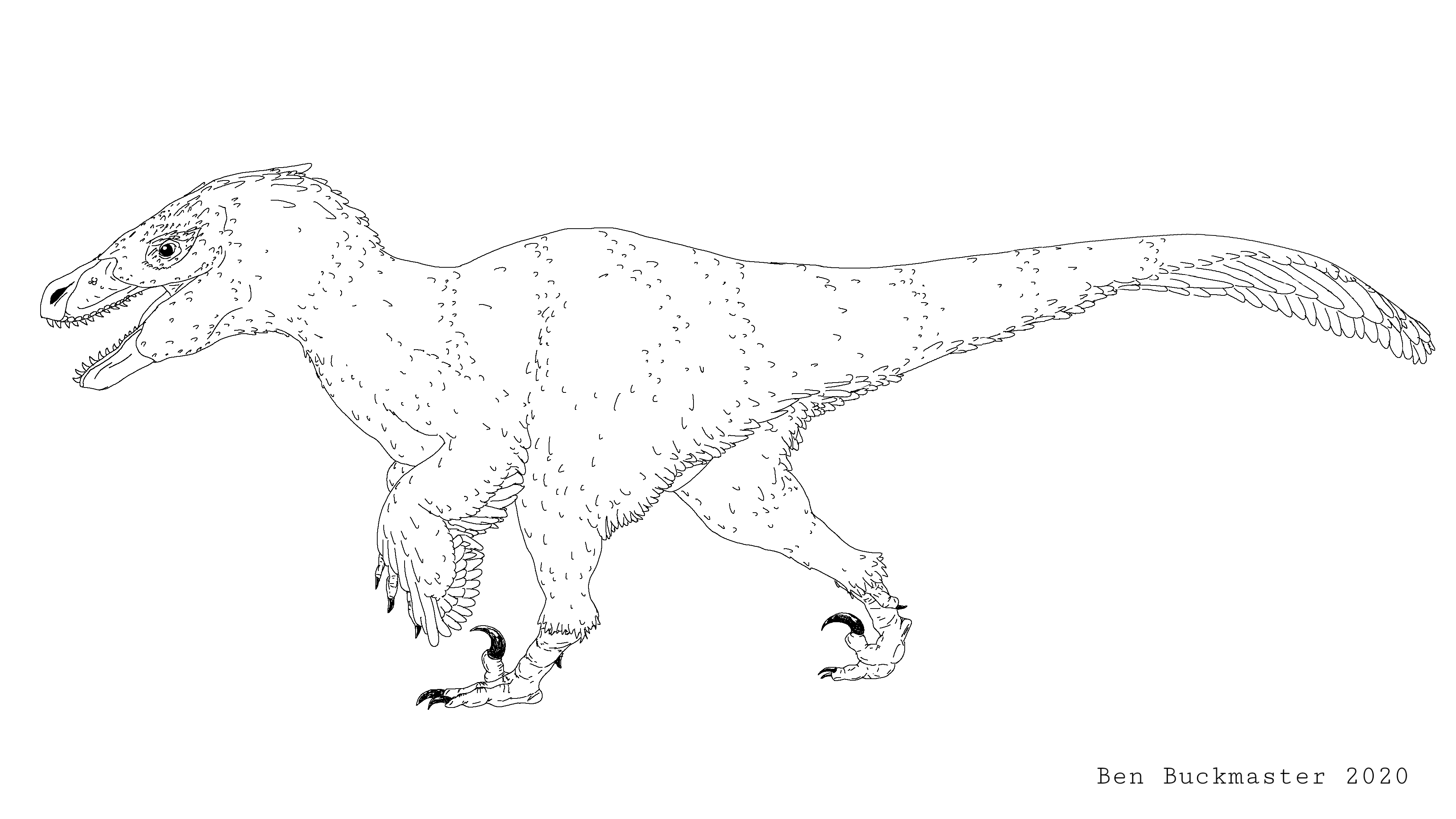 Utahraptor sketch i did based off of scott hartmans amazing skeletal work rdinosaurs