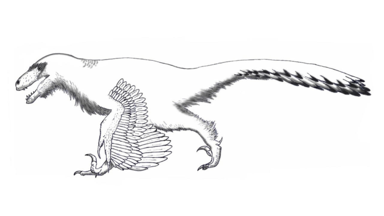 Utahraptor ostrommaysi by aurophaganax on