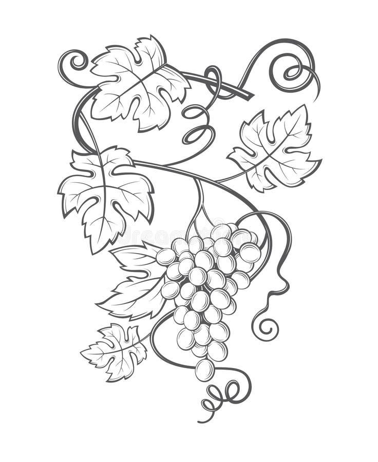 Bunches grapes leaves stock illustrations â bunches grapes leaves stock illustrations vectors clipart