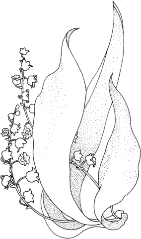 Lily of the valley coloring pages printable for free download